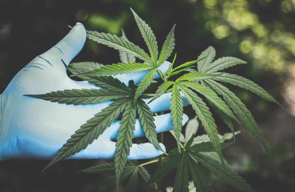 C’est quoi le CBD ?